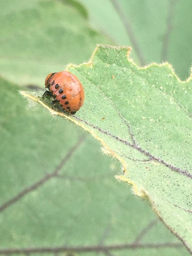 Doryphore de la pomme de terre — Bild 4