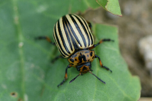 Doryphore de la pomme de terre — Bild 2
