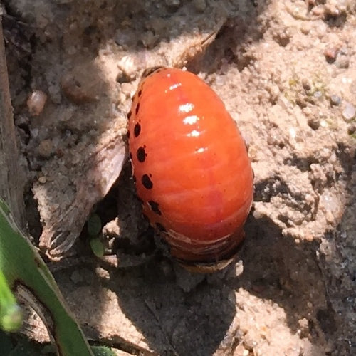 Doryphore de la pomme de terre — Bild 3