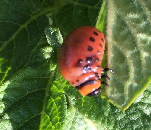Doryphore de la pomme de terre — Bild 4