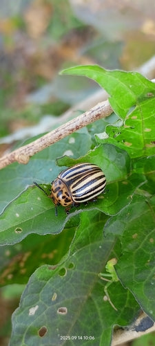 Doryphore de la pomme de terre — Bild 1