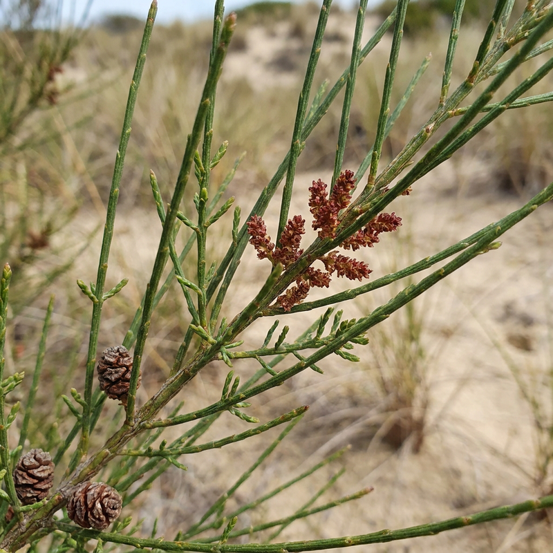Casuarina