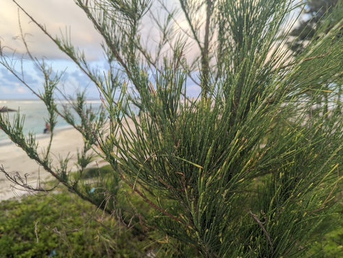 Casuarina — Bild 4