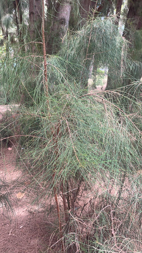 Casuarina — Bild 3
