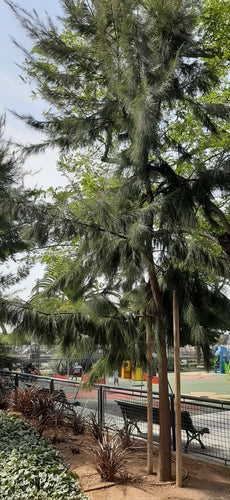 Casuarina — Bild 5