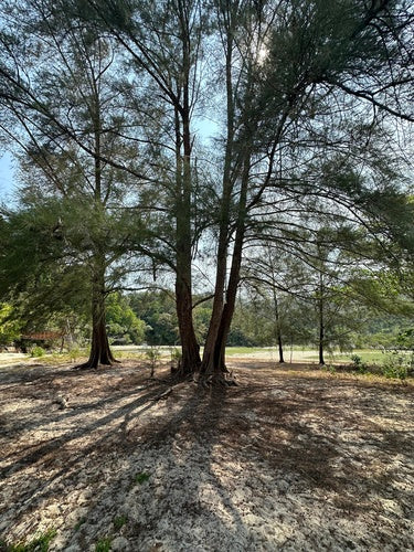 Casuarina — Bild 2