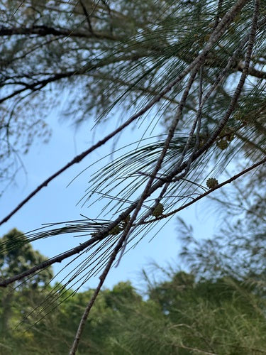 Casuarina — Bild 1
