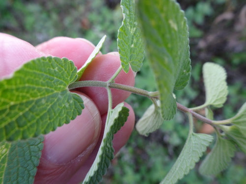 Herbe à chat — Bild 4