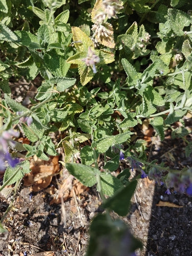 Herbe à chat — Bild 2