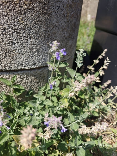 Herbe à chat — Bild 1