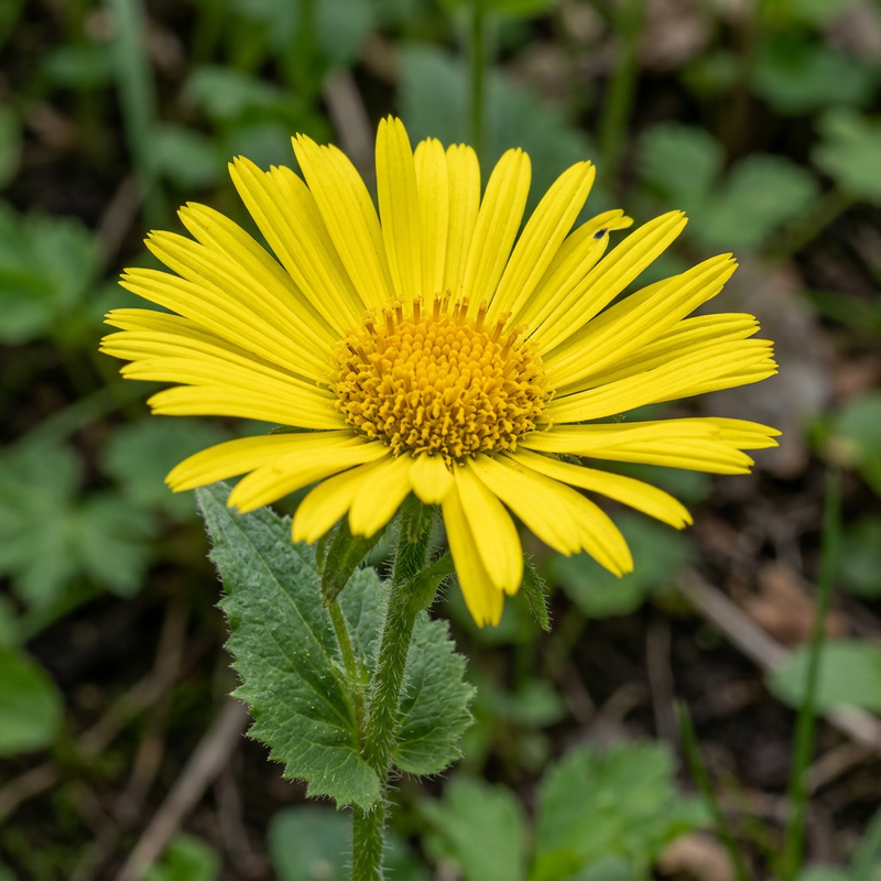 Kaukasus-Gämswurz (Doronicum orientale), illustration IA