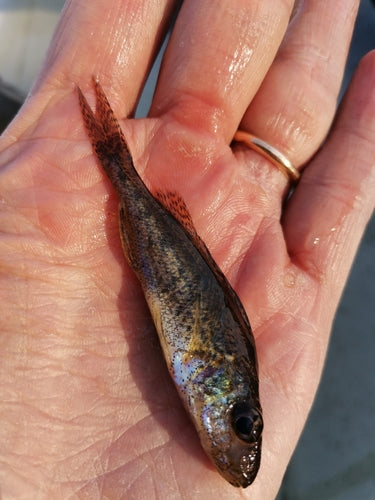 Rufffish — Bild 4