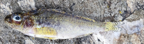 Rufffish — Bild 5
