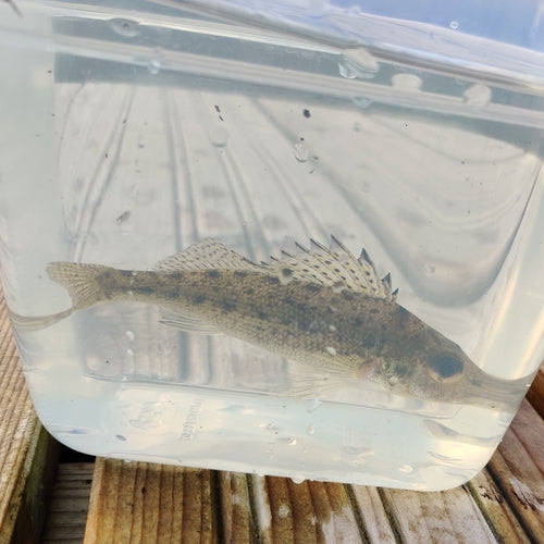 Rufffish — Bild 1