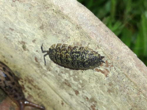 Kellerassel - Bild 6