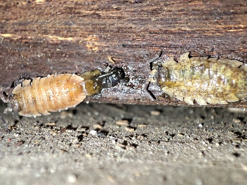 Kellerassel - Bild 3