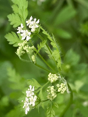 cerfeuil — Bild 4