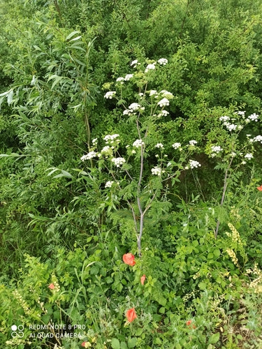 Navet cerfeuil — Bild 1