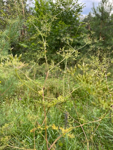 Navet cerfeuil — Bild 4