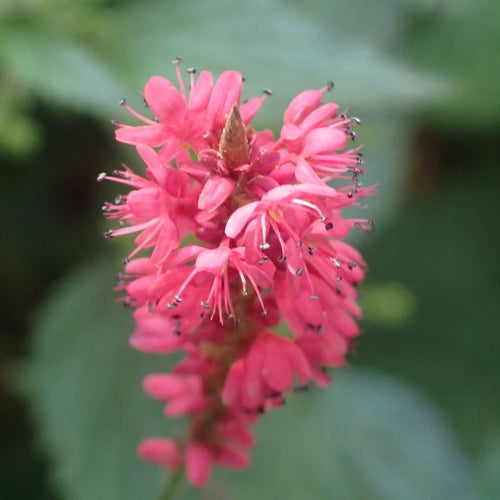 Bougie renouée — Bild 3