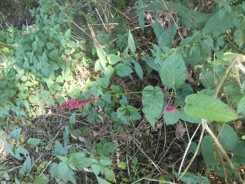 Bougie renouée — Bild 2
