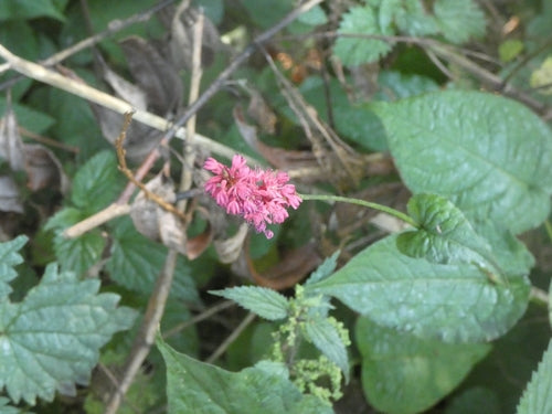 Bougie renouée — Bild 1