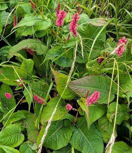 Bougie renouée — Bild 4