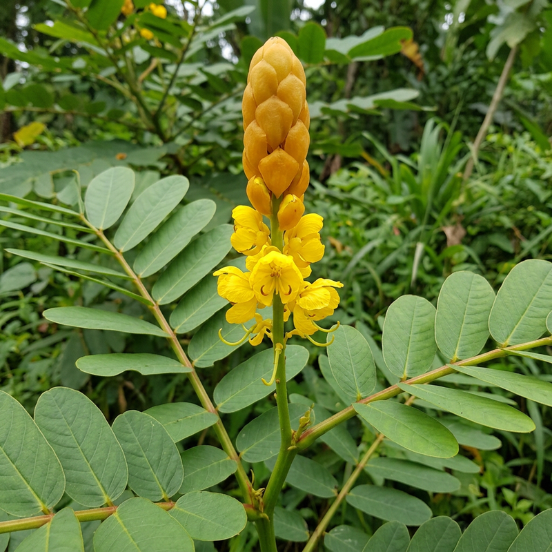 Kerzenstrauch (Senna alata), illustration IA