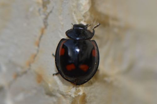 Coccinelle boule de pin — photo 4 sur 9