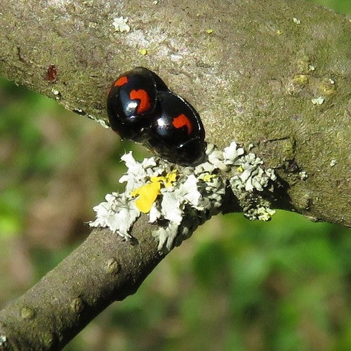 Coccinelle boule de pin — photo 5 sur 9
