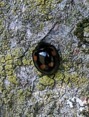 Coccinelle boule de pin — photo 2 sur 9