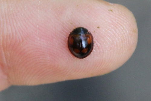 Coccinelle boule de pin — photo 3 sur 9