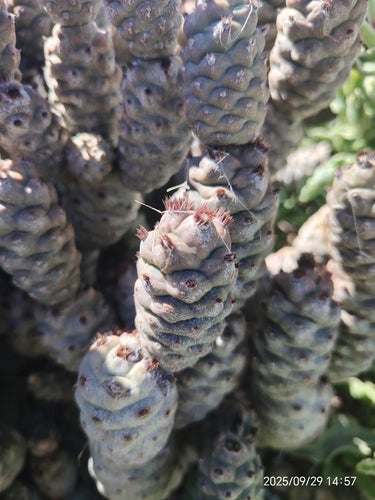 Cactus pomme de pin — Bild 5