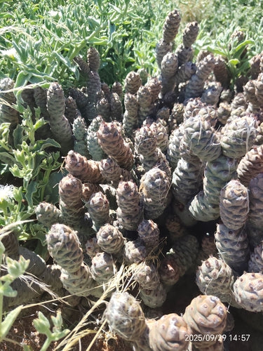 Cactus pomme de pin — Bild 4