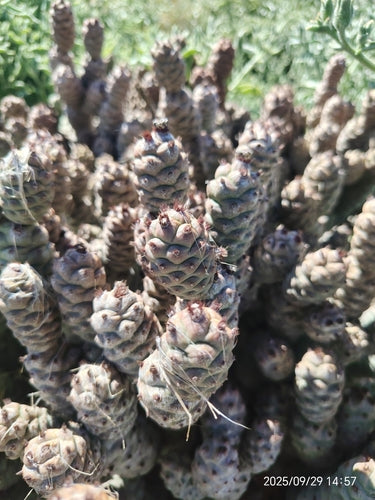 Cactus pomme de pin — Bild 3
