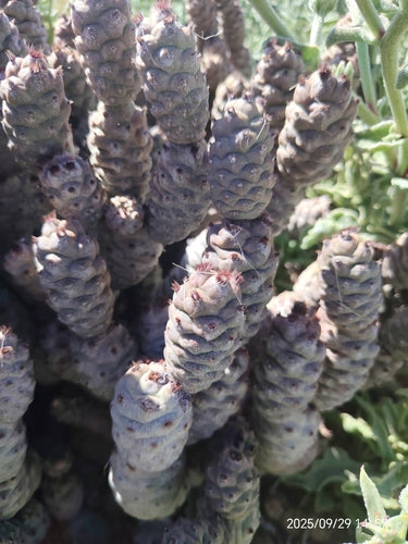 Cactus pomme de pin — Bild 2