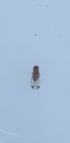 Mouche du vinaigre de cerise — photo 4 sur 51