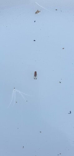 Mouche du vinaigre de cerise — photo 5 sur 51
