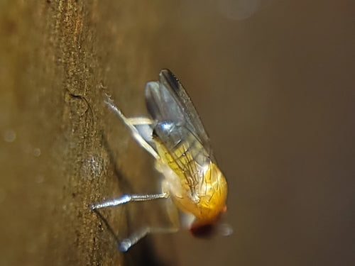 Naturaufnahme - Bild 5