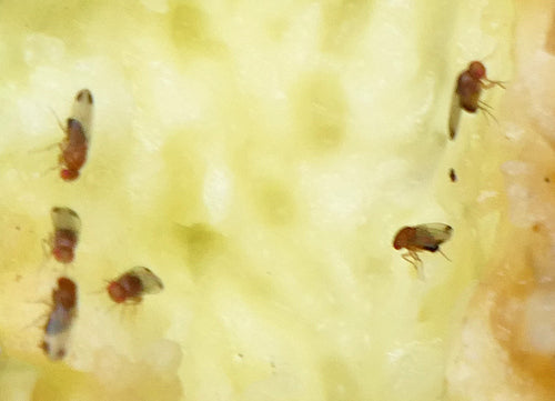 Naturaufnahme - Bild 8