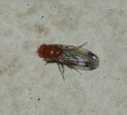 Mouche du vinaigre de cerise — photo 3 sur 51