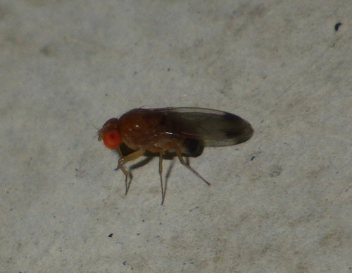 Mouche du vinaigre de cerise — photo 2 sur 51