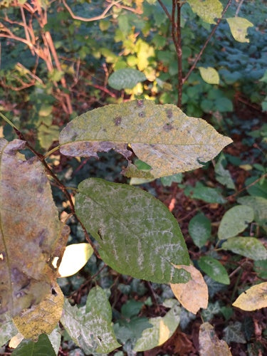 Oïdium du laurier-cerise — photo 3 sur 10