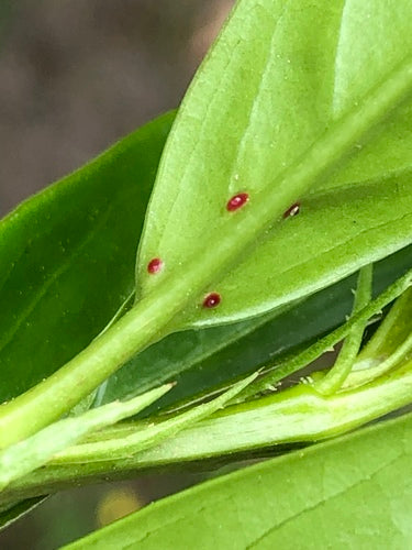 Laurier cerise — Bild 2