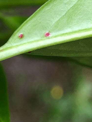 Laurier cerise — Bild 4