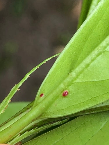 Laurier cerise — Bild 3