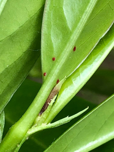 Laurier cerise — Bild 5