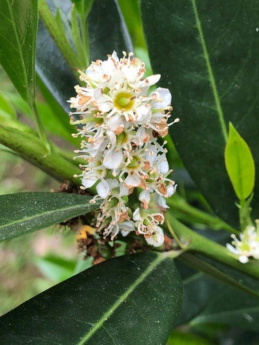 Laurier cerise — Bild 6