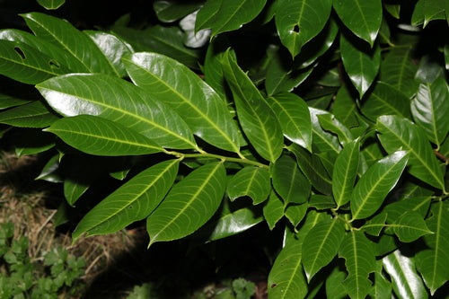 Kirschlorbeer - Bild 6