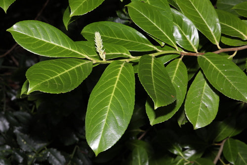 Kirschlorbeer - Bild 7